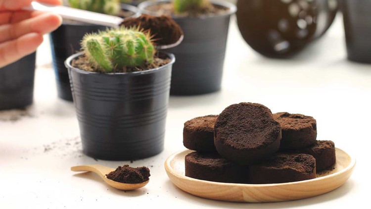 Tablett mit gepresstem Kaffeesatz, Holzlöffel mit Kaffeesatz und Kaktus in schwarzem Topf, Hand hält einen Löffel.