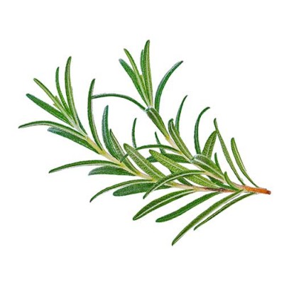 Ein frischer grüner Rosmarinzweig mit nadelförmigen Blättern liegt auf weißem Hintergrund.