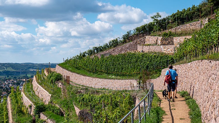 Weinberg Radebeul