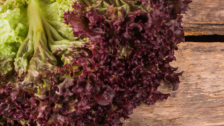 Roter Eichblattsalat mit grünen Blättern liegt auf rustikalem, grobem Holzuntergrund.